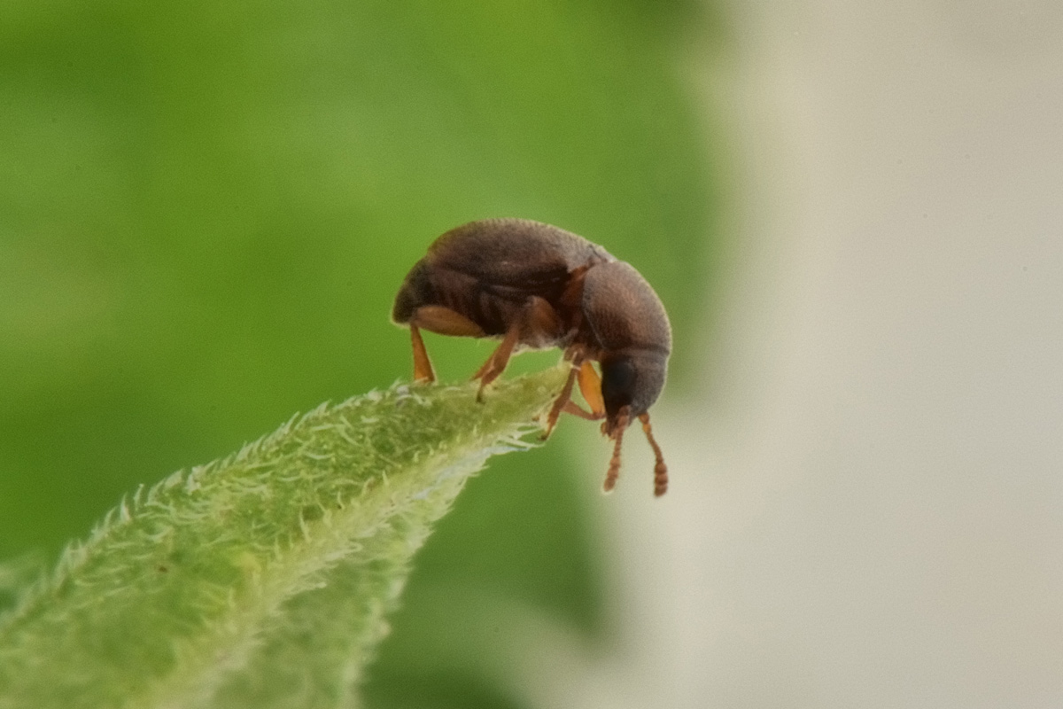 Kateretidae: Brachypterus sp?
